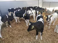 Bull, Cattle — photo 3