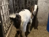 Cabro, Kamori goats — foto 5