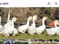 Geese — Foto 5