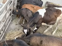 सांड, Russian Black pied cattle — फ़ोटो 1