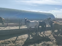 Айғыр, Horse breed — 4-сурет