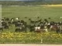 Cow, Holstein breed — photo 3