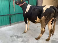 Cow, Holstein breed — photo 6