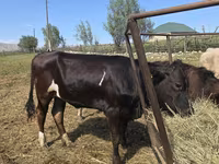 Vaca, Swiss cattle — foto 3