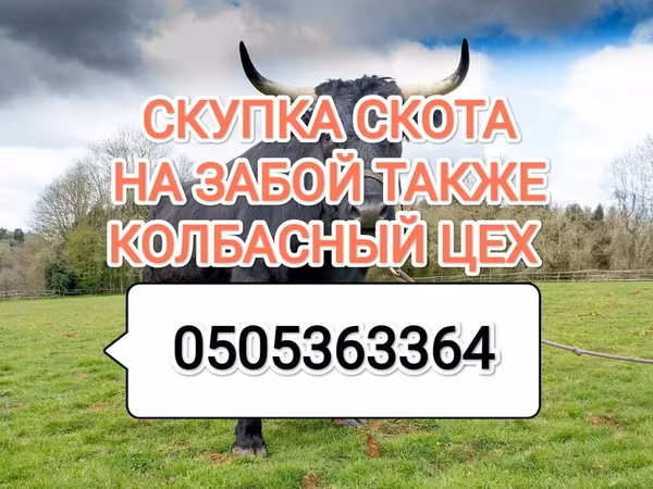Бұқа, Ірі қара — Қырғызстан