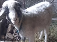 Goat, Goats — photo 5