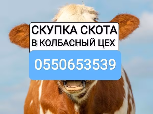 Бұқа, Ірі қара — Қырғызстан