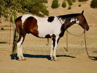 Айғыр, National Show Horse — 1-сурет