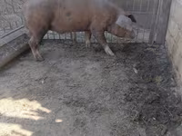 Boar, Pigs — photo 3