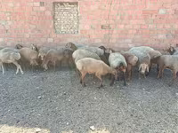 Ram, Arashan sheep — photo 6