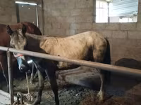 घोड़ा, Horse breed — फ़ोटो 1