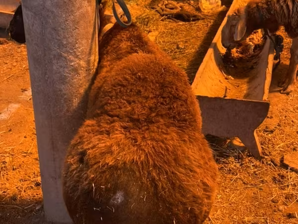 Қошқар, Hissar sheep — Қырғызстан