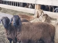 Қошқар, Hissar sheep — 1-сурет