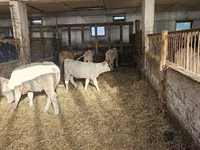 Vaca, Charolais cattle — foto 5