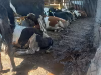 Kuh, Holstein-Rasse — Foto 2