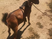تيس, Nubian Goat — الصورة 2