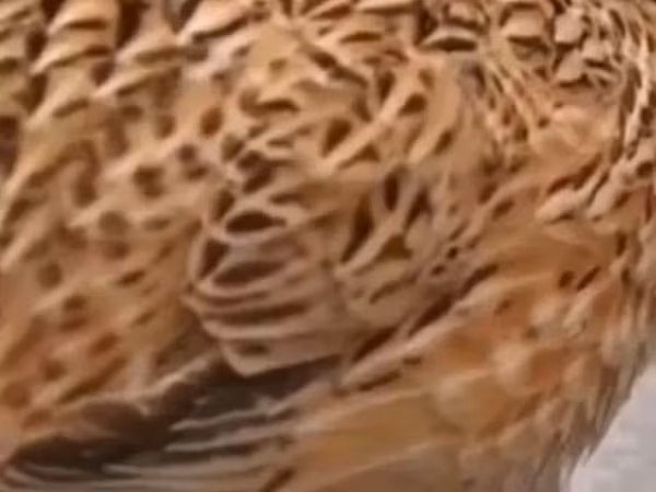 Quails — Қырғызстан