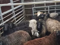 母羊, Sheep — 照片 2
