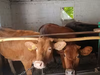 Vaca, Raza Alatau — foto 4