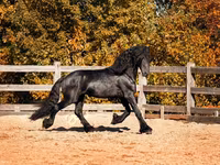 حصان, Friesian — الصورة 2