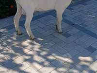 تيس, Saanen goat — الصورة 2