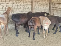 Carnero, Arashan sheep — foto 7