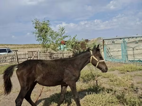 Бие, Kazakh horse — Қазақстан