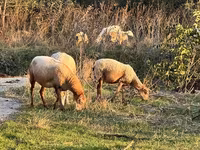Sheep, Katum sheep — photo 2