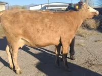Сиыр, Simmental cattle — 6-сурет