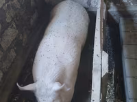 नर सूअर, सूअर — फ़ोटो 1
