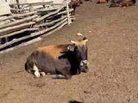Сиыр, Latvian Blue cattle — 4-сурет