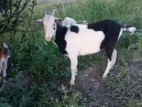 Ешкі, Saanen goat — 3-сурет