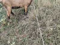 बकरा, बकरियाँ — फ़ोटो 1