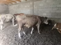 ثور, Simmental cattle — الصورة 2