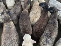 نعجة, الأغنام — الصورة 3
