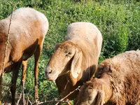 Sheep, Rhon sheep — photo 4
