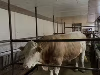 Bulle, Simmental cattle — Foto 3