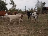 Ziegenbock, Nubian Goat — Foto 3