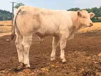 Бұқа, Charolais cattle — 4-сурет