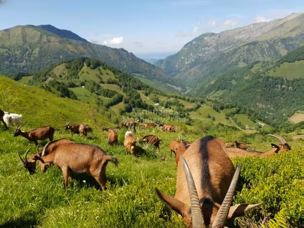 बकरी, Alpine goat