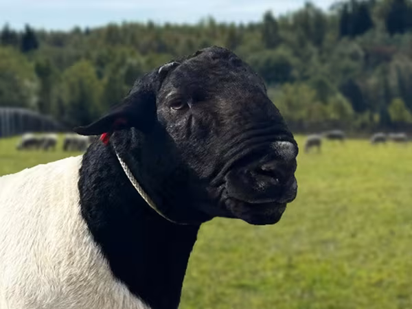 Қошқар, Dorper sheep