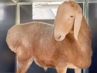 كبش, Rhon sheep — الصورة 4