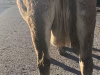Сиыр, Simmental cattle — 3-сурет