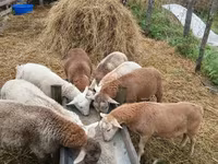 Widder, Katum sheep — Foto 2