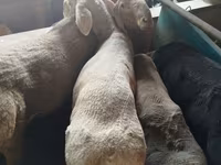 كبش, Rhon sheep — الصورة 4