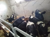 Bull, Holstein breed — photo 7