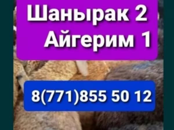 Қошқар, Қойлар — Қазақстан