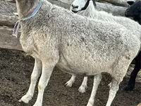 Sheep, Sheep — photo 1