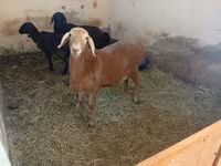 Ram, Arashan sheep — photo 3