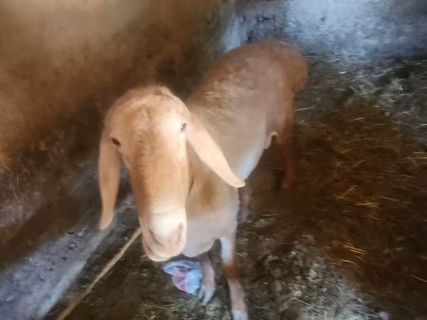 मेढ़ा, Arashan sheep — किर्गिज़स्तान